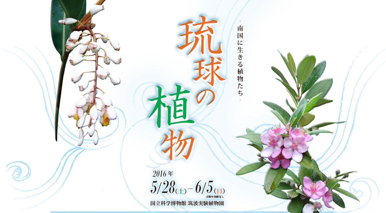 琉球の植物 南国に生きる植物たち