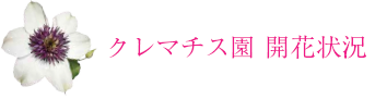 クレマチス園開花状況