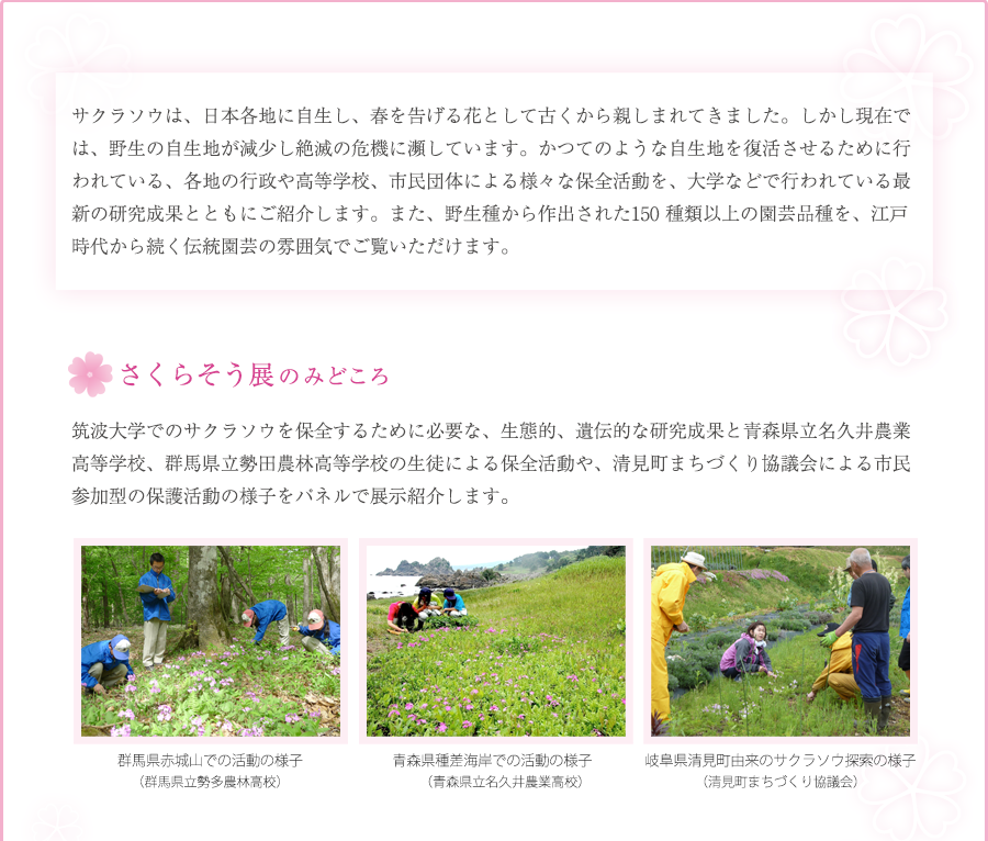 さくらそう展のみどころ 保護活動の様子パネル展示