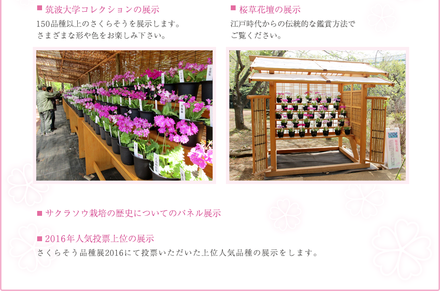 筑波大学コレクション展示、桜草花壇の展示、サクラソウ栽培の歴史についてのパネル展示、2016年人気上位の展示