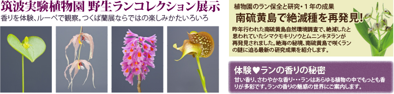 多目的温室 世界のめずらしい野生ラン 野生ランコレクション展示