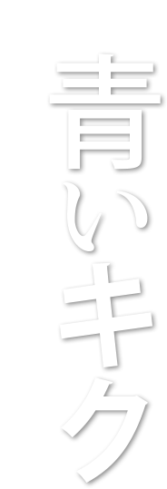 特別展示 青いキク