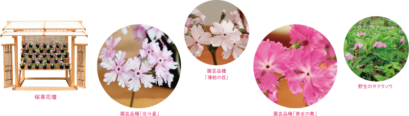 展示内容 桜草花壇、園芸品種「北斗星」「薄蛇の目」「美女の舞」「野生のサクラソウ」