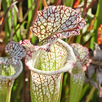 食虫植物 サラセニア
