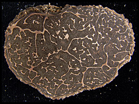 トリュフ(地下生菌)イメージ