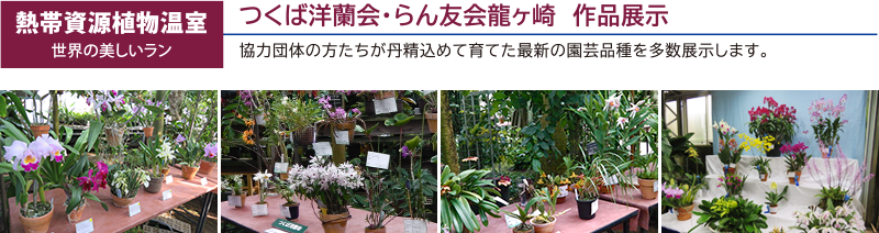 熱帯資源植物温室　世界の美しいラン　つくば洋蘭会・らん友会龍ケ崎　作品展示