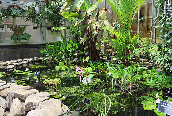 水生植物温室の様子