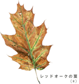 木の葉