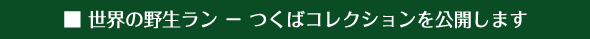 Sub Title:世界の野生ラン - つくばコレクションを公開します