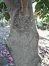 �J���c�o�L