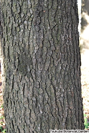 樹皮