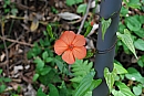 花 葉