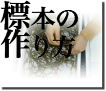 今日からはじめられる海藻おしば標本の作製方法