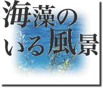 日本の沿岸における海藻の生態写真