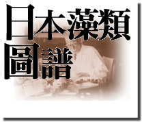 日本海藻学の祖,岡村金太郎の海藻画