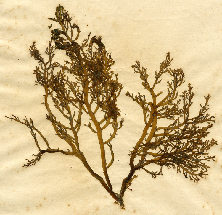 ユナ Chondria crassicaulis Harvey