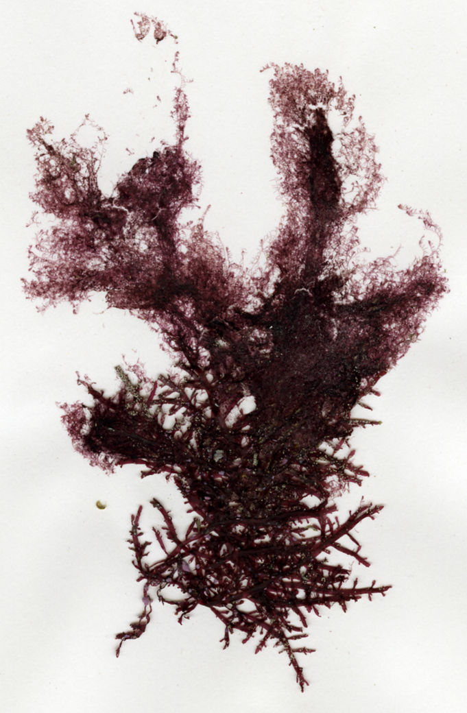 クモノスヒメゴケ Herposiphonia parca Setchell